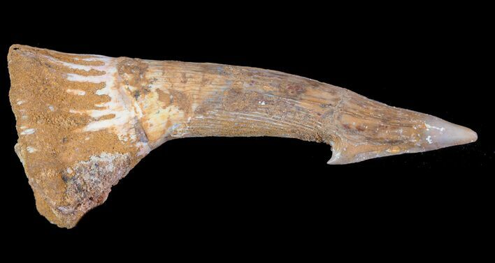 Cretaceous Giant Sawfish (Onchopristis) Rostral Barb #64468